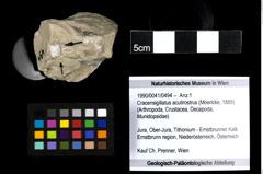 Foto (Objekt + Etiketten) von Cracensigillatus acutirostrus (Moericke, 1889) 